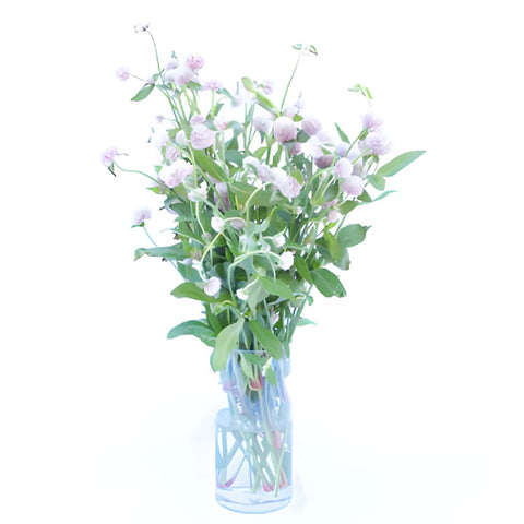 Wispy Lavender Gomphrena Fresh Flowers