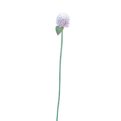 Wispy Lavender Gomphrena Fresh Flowers