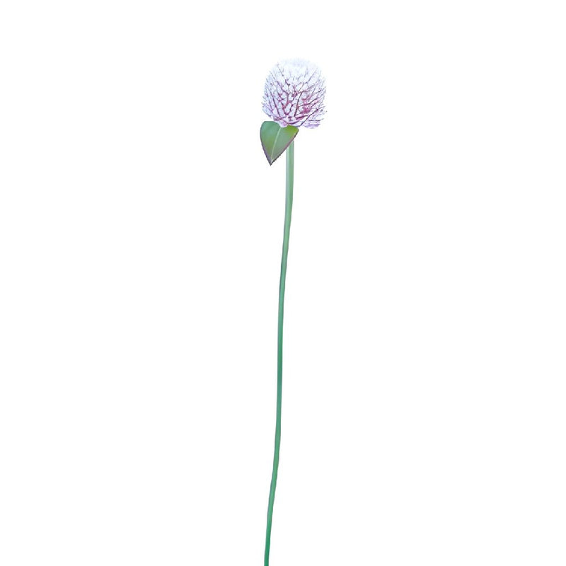 Wispy Lavender Gomphrena Fresh Flowers