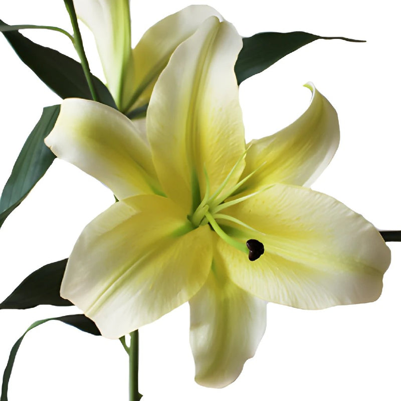 Oriental Lily Concador Flower