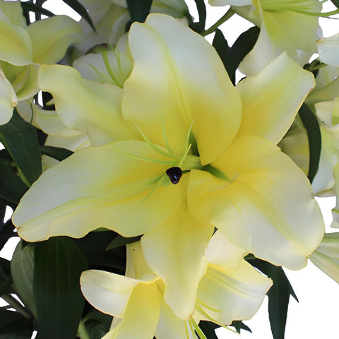 Oriental Lily Concador Flower