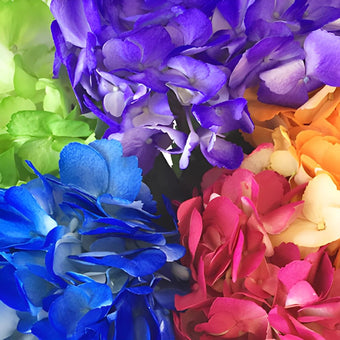 Airbrushed Confetti Hydrangea Mix PrePaid