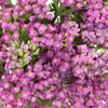 Yarrow Cottage Pink Flower