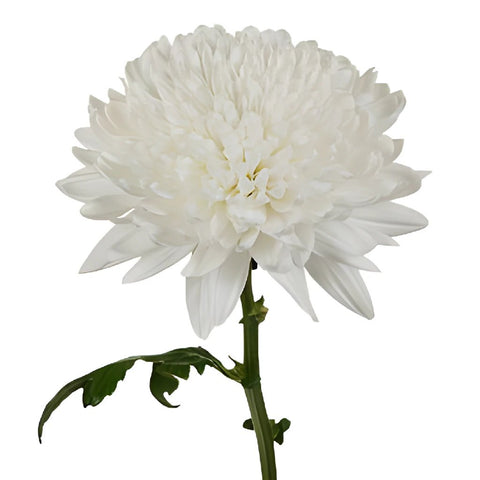 White Flower Chita Variety cremon