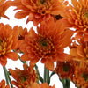 Fall Orange Dahlia Style Cushion Flower