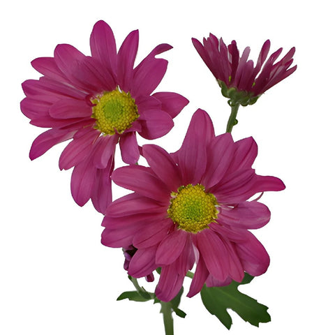 Purpleberry Daisy Flower