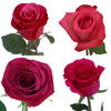 Dark Pink Roses