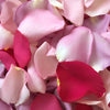 Shades of Pink Rose Petals
