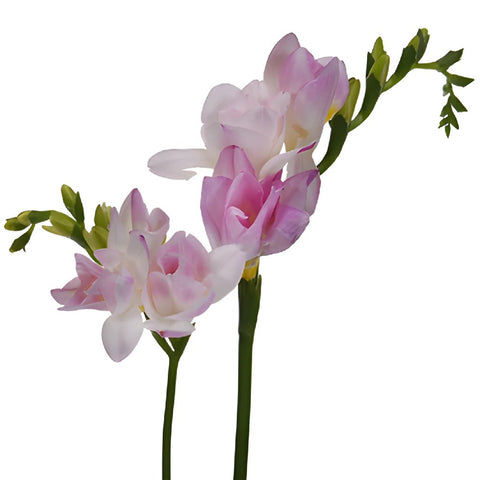 Honeymoon Designer Freesia Flower