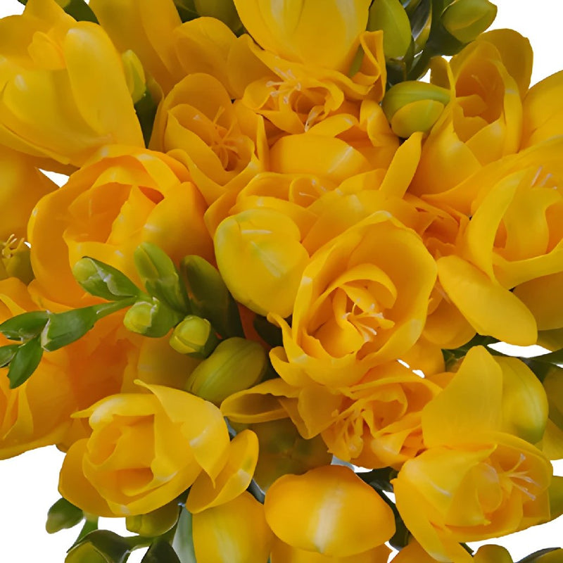 Yellow Designer Freesia Flower