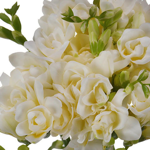White Designer Freesia Flower