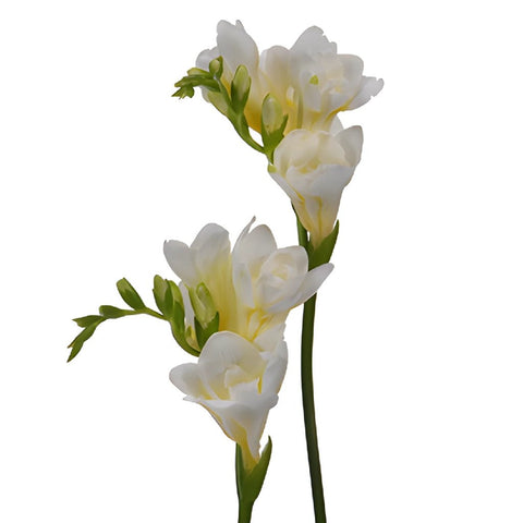White Designer Freesia Flower