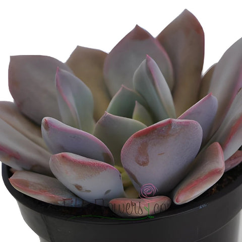 Frosted Plum Succulent Bloom