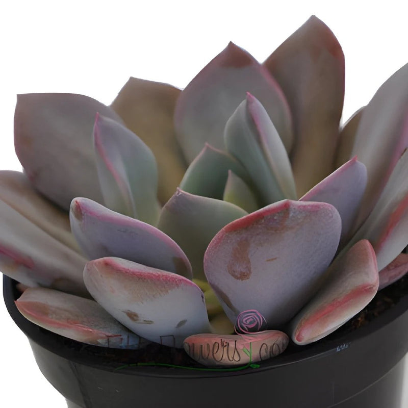 Frosted Plum Succulent Bloom