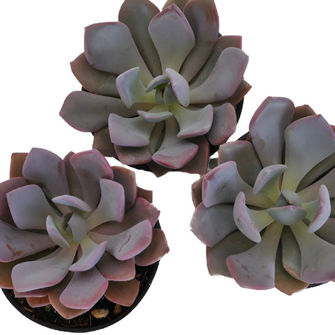 Frosted Plum Succulent Bloom