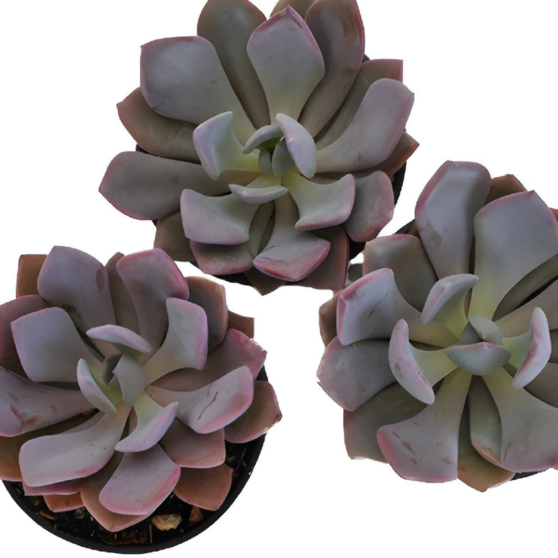 Frosted Plum Succulent Bloom