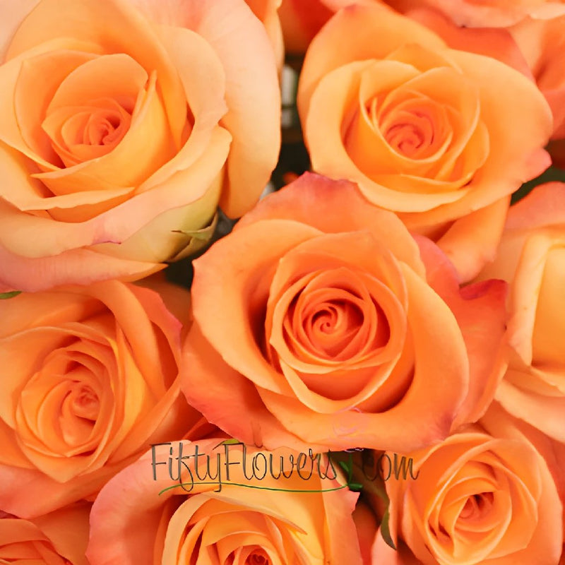 Donna Peach Rose