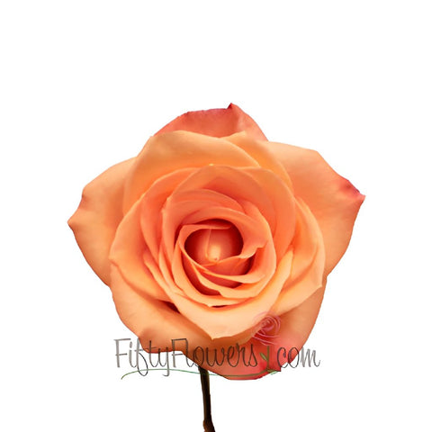 Donna Peach Rose