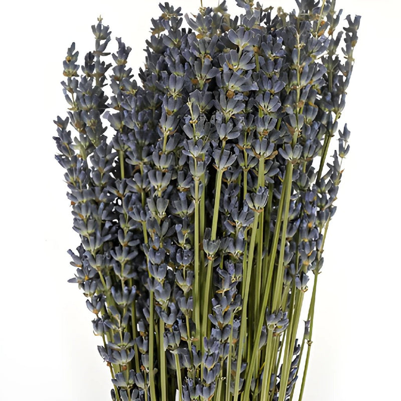 Dried Lavender Bulk Bunches