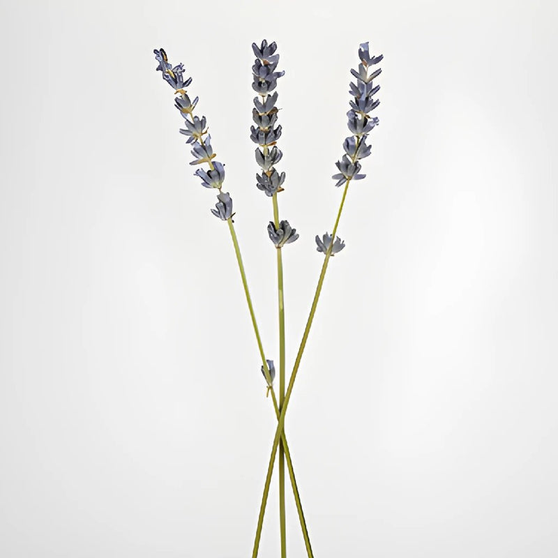 Dried Lavender Bulk Bunches