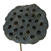 Dried Lotus Pods
