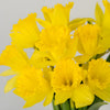 Daffodil Yellow Bulk Flower