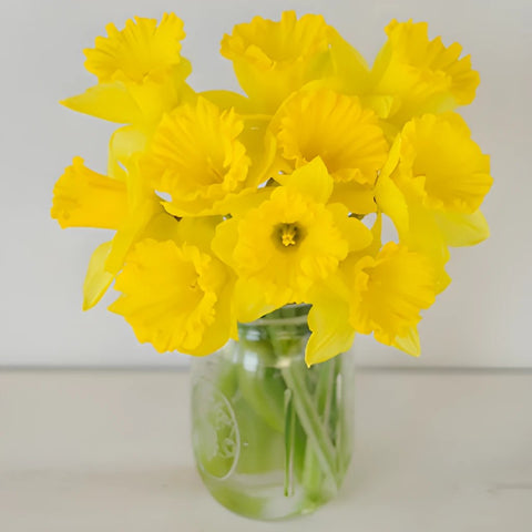 Daffodil Yellow Bulk Flower