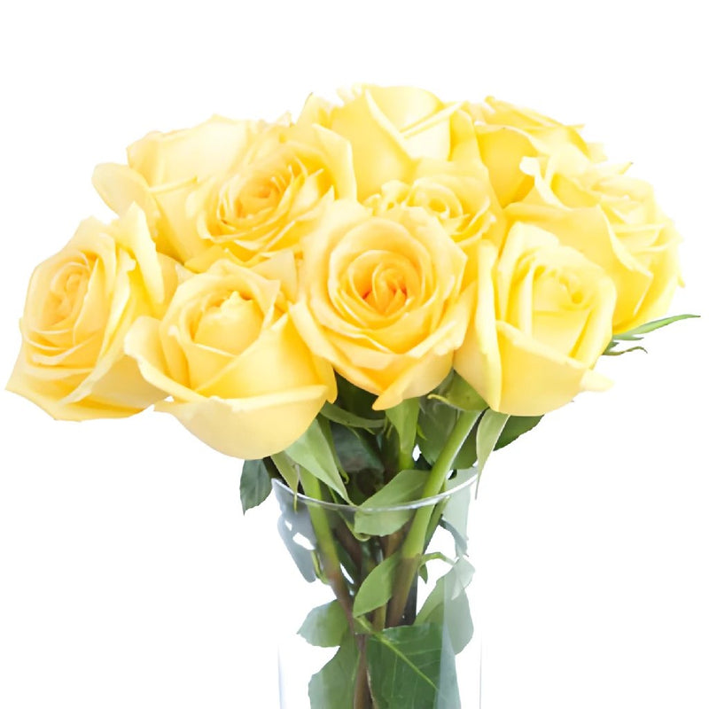 Yellow Rose Hummer