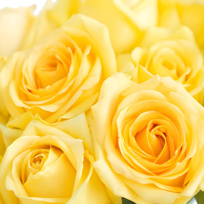 Yellow Rose Hummer