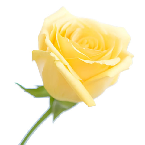 Yellow Rose Hummer