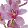 Cymbidium Orchids Pink Bulk Flower Overnight