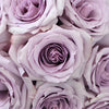 Ocean Song Lavender Rose