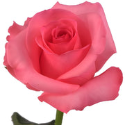 Ready To Go Wholesale Centerpieces Card