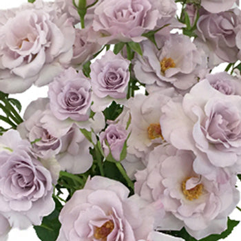 Little Silver Spray Rose