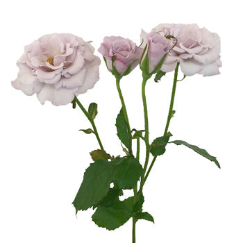 Little Silver Mini Rose Wholesale