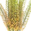 Eremurus Orange Flower