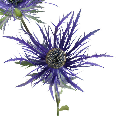 Ursula Purple Thistle