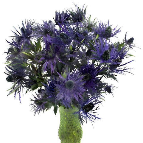 Ursula Purple Thistle