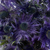 Ursula Purple Thistle