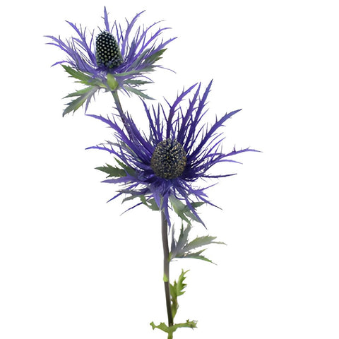 Ursula Purple Thistle