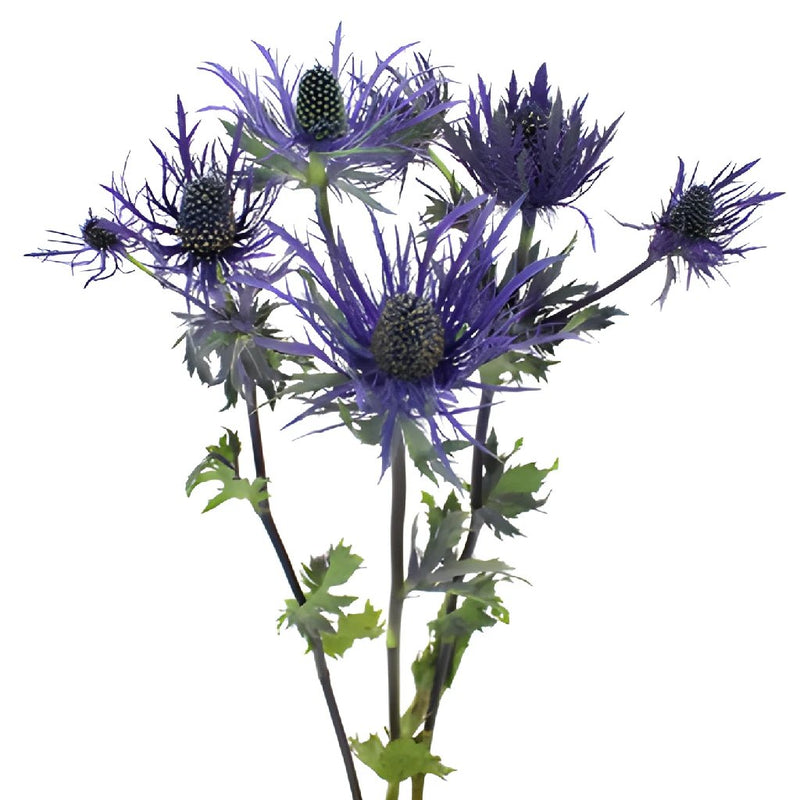 Ursula Purple Thistle