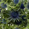Blue Thistle Flower Just a Hint