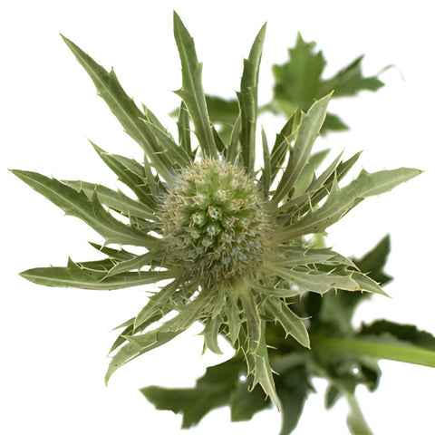 Sage Green Thistle Flower