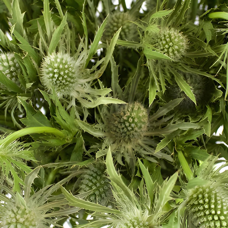 Sage Green Thistle Flower