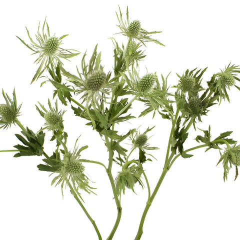 Sage Green Thistle Flower