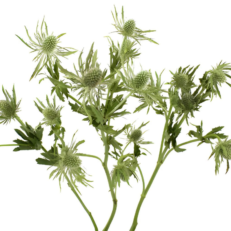 Sage Green Thistle Flower