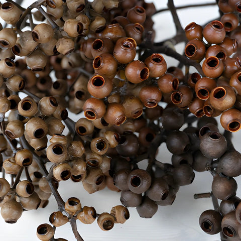Dried Eucalyptus Pods