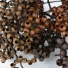 Dried Eucalyptus Pods