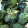Baby Eucalyptus Greenery