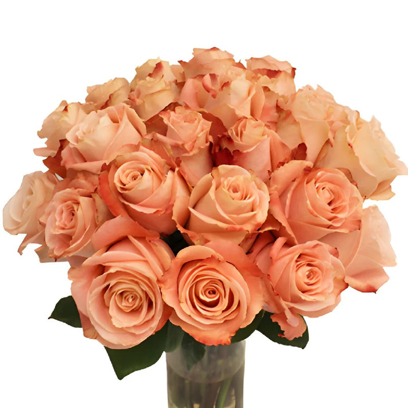 Peachy Pink Fado Rose